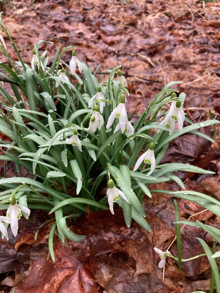 Galanthus Nivalis