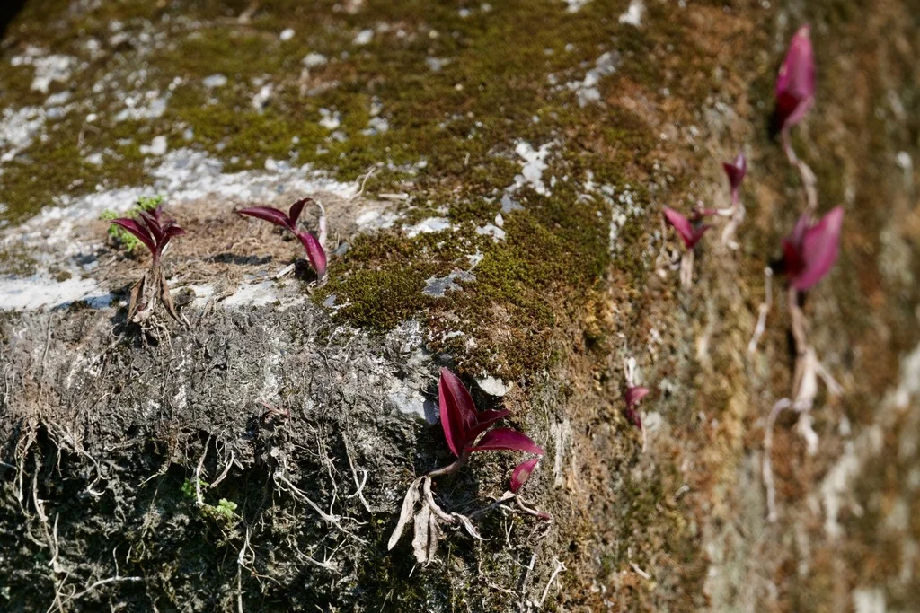 Tradescantia Zebrina