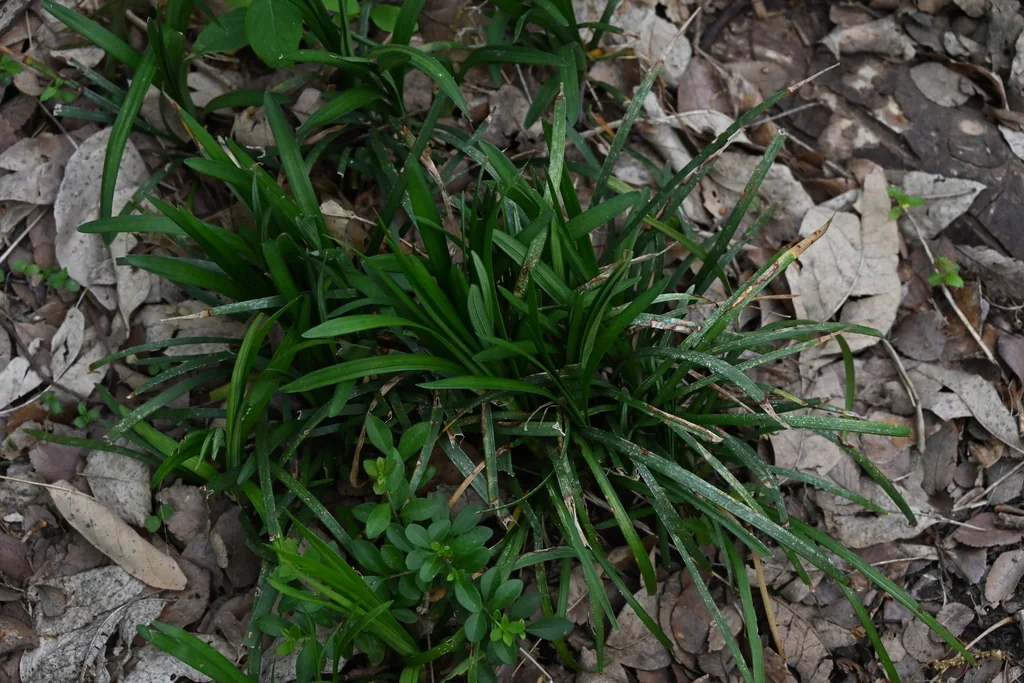 Liriope Muscari