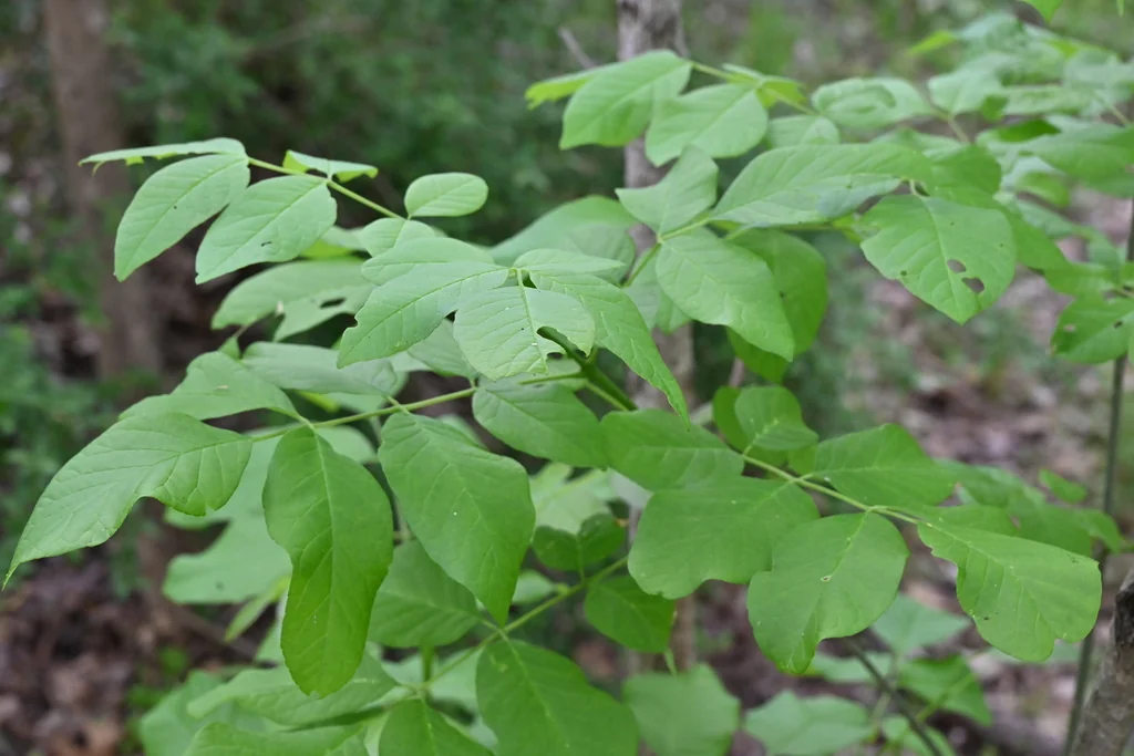 Fraxinus Texensis