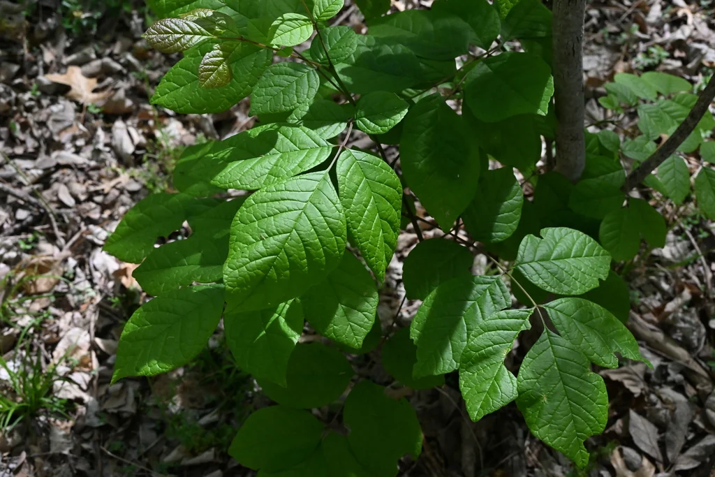 Fraxinus Texensis