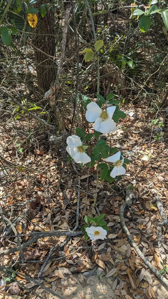 Rosa Laevigata