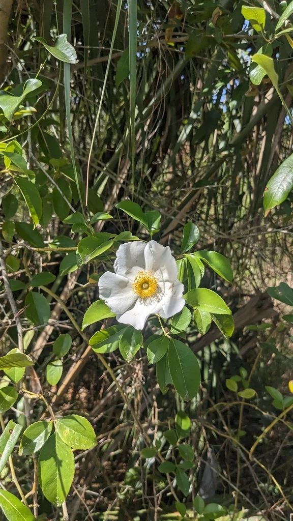 Rosa Laevigata