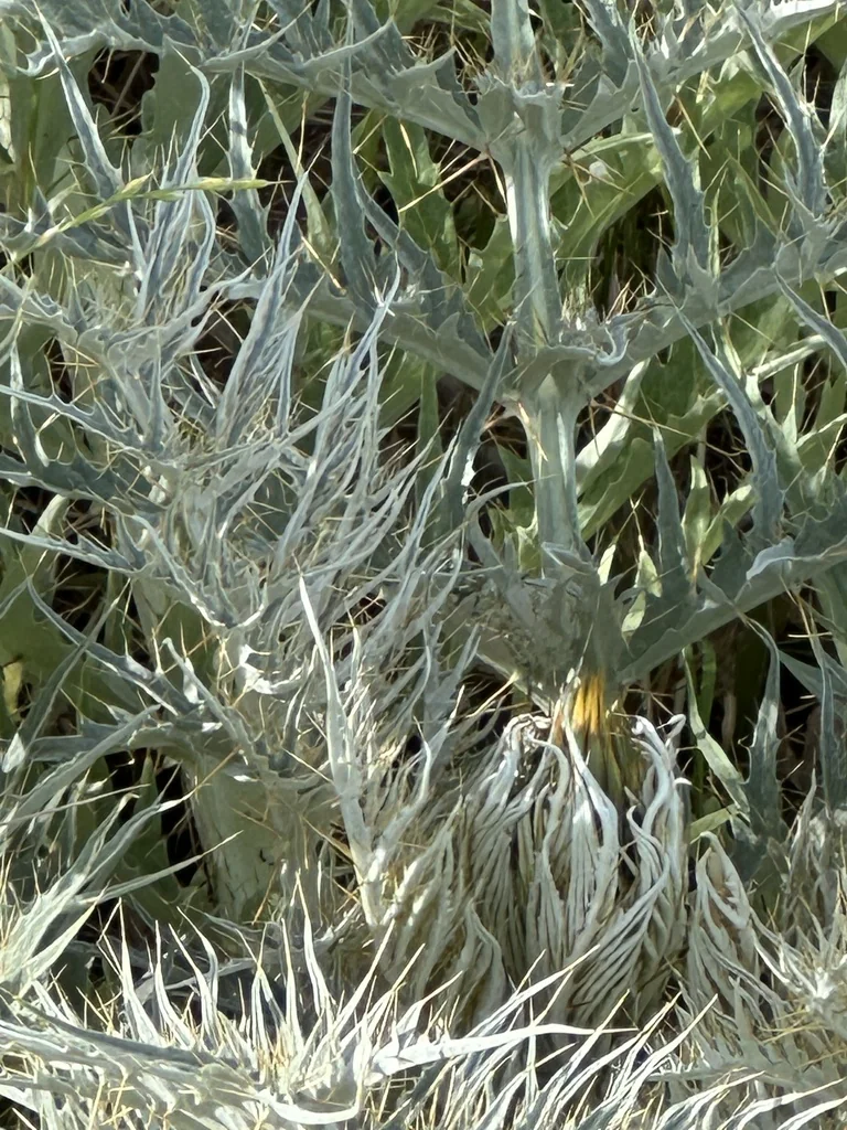 Cynara cardunculus