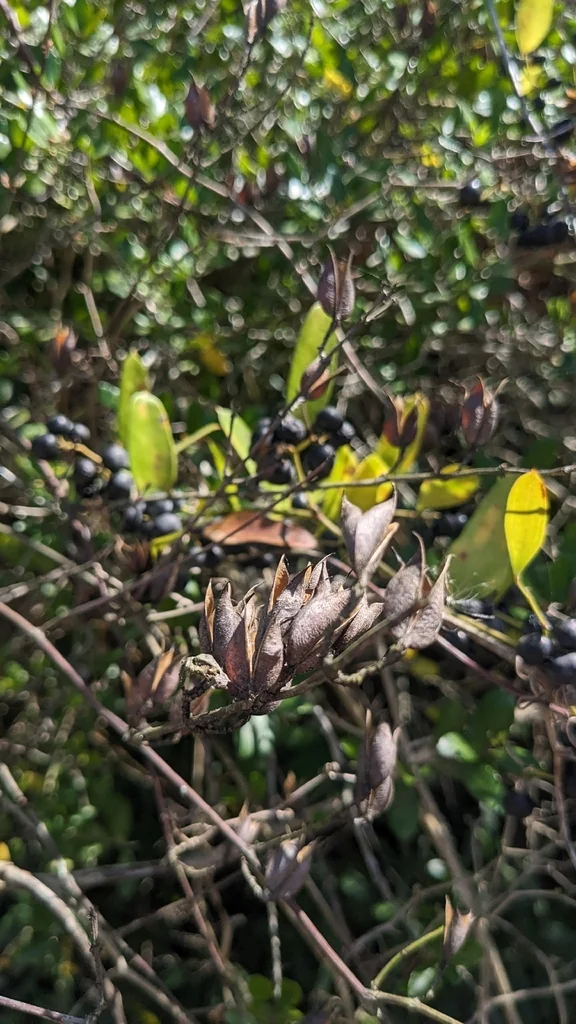 Gelsemium Sempervirens