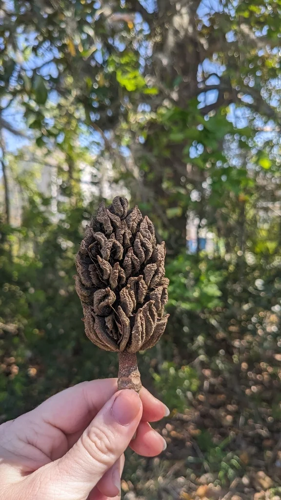 Magnolia Grandiflora
