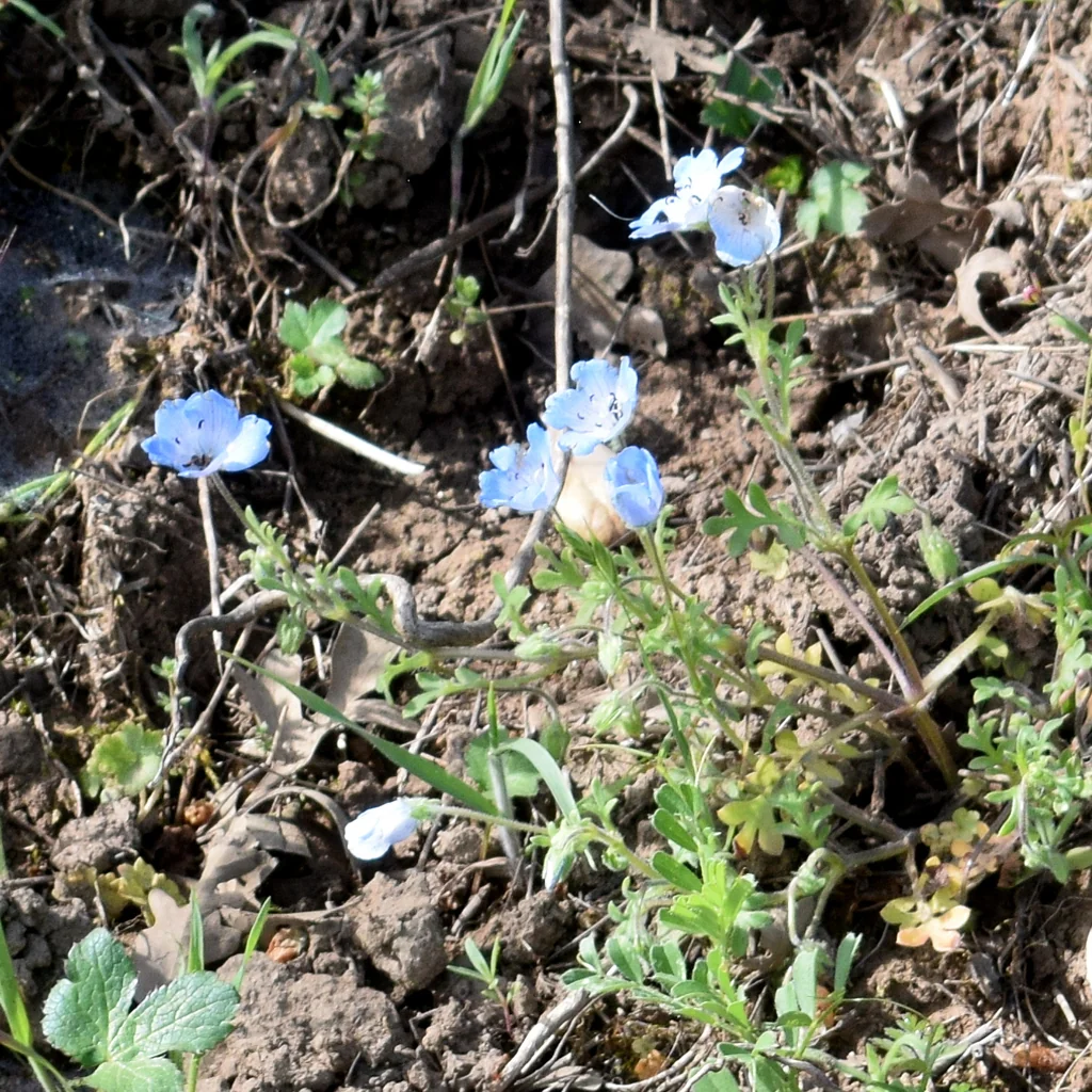 Nemophila Menziesii