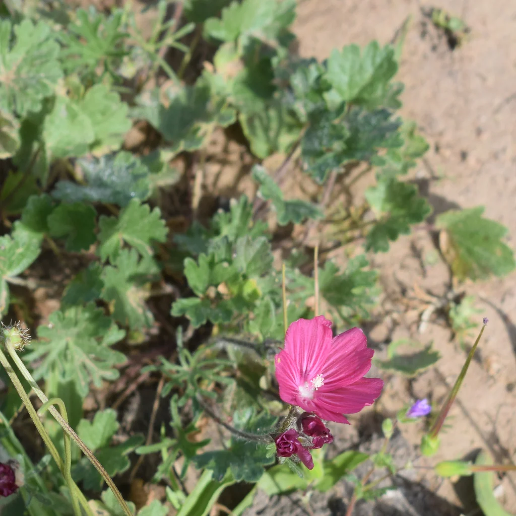 Sidalcea Malviflora
