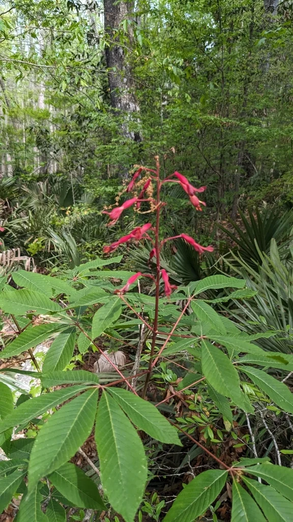 Aesculus Pavia