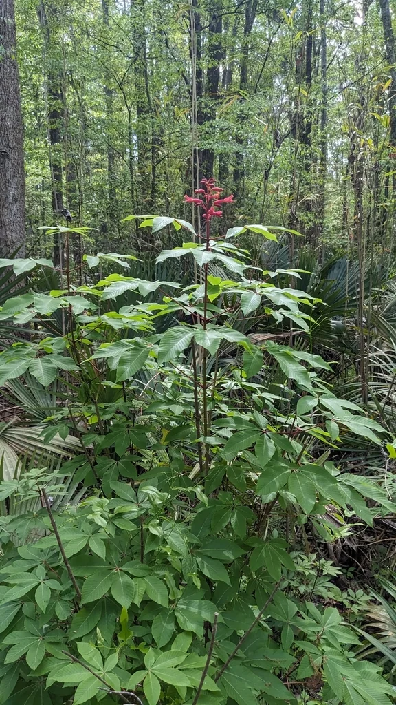 Aesculus Pavia