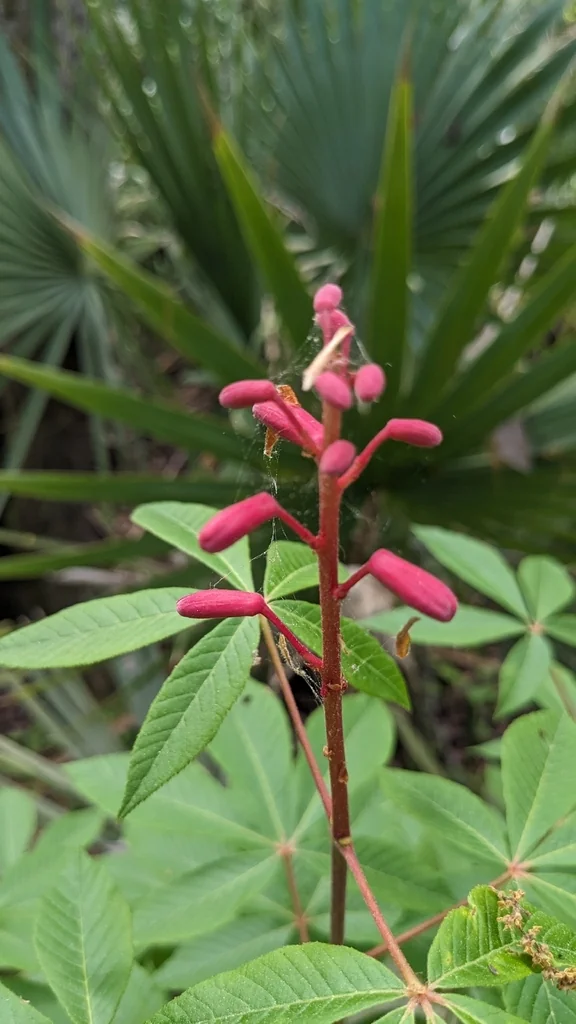 Aesculus Pavia