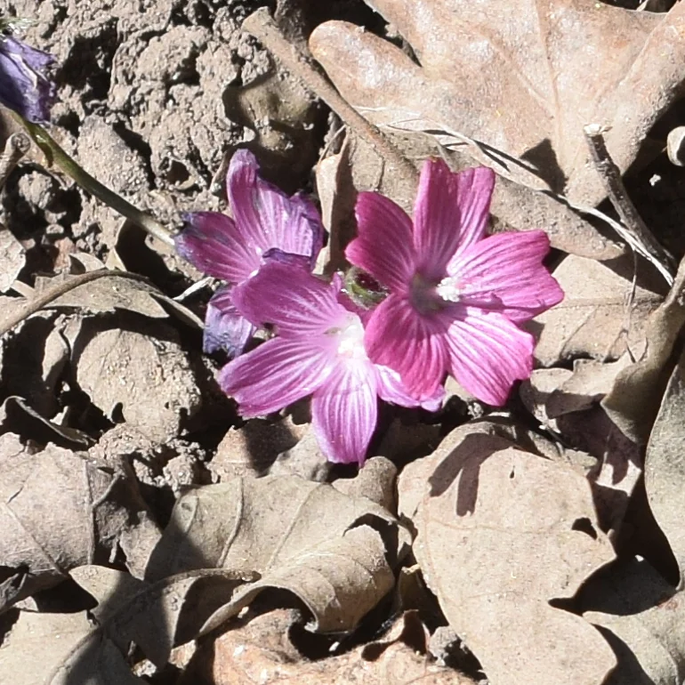 Sidalcea Malviflora