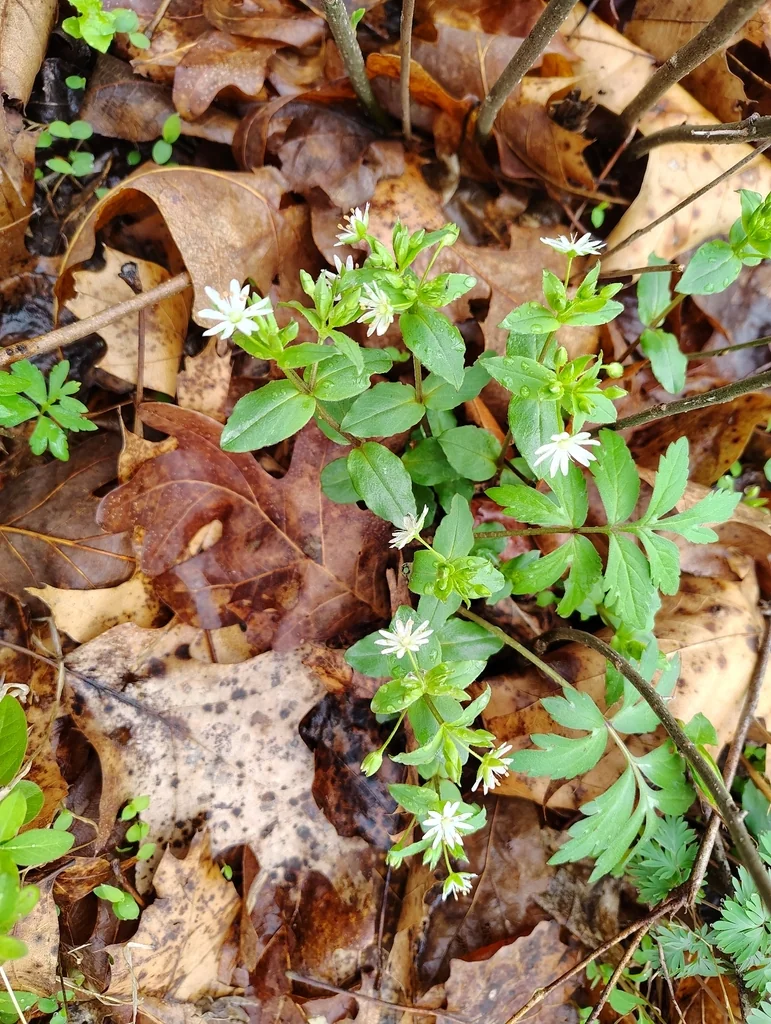 Stellaria Pubera