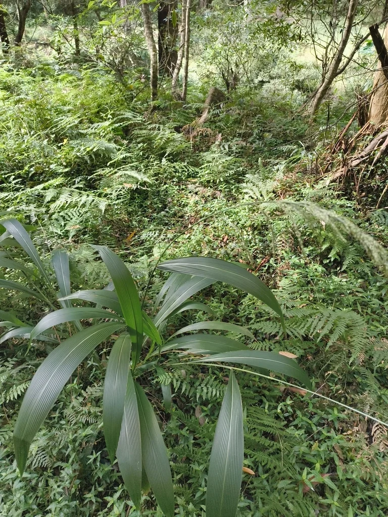 Setaria Palmifolia