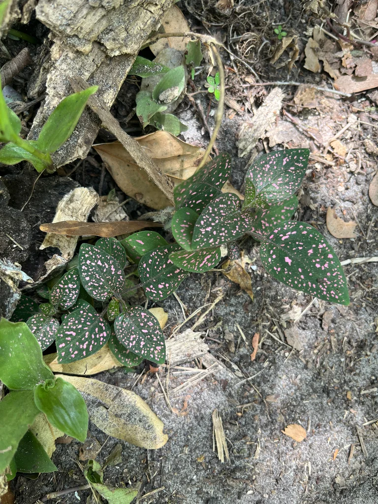 Hypoestes phyllostachya