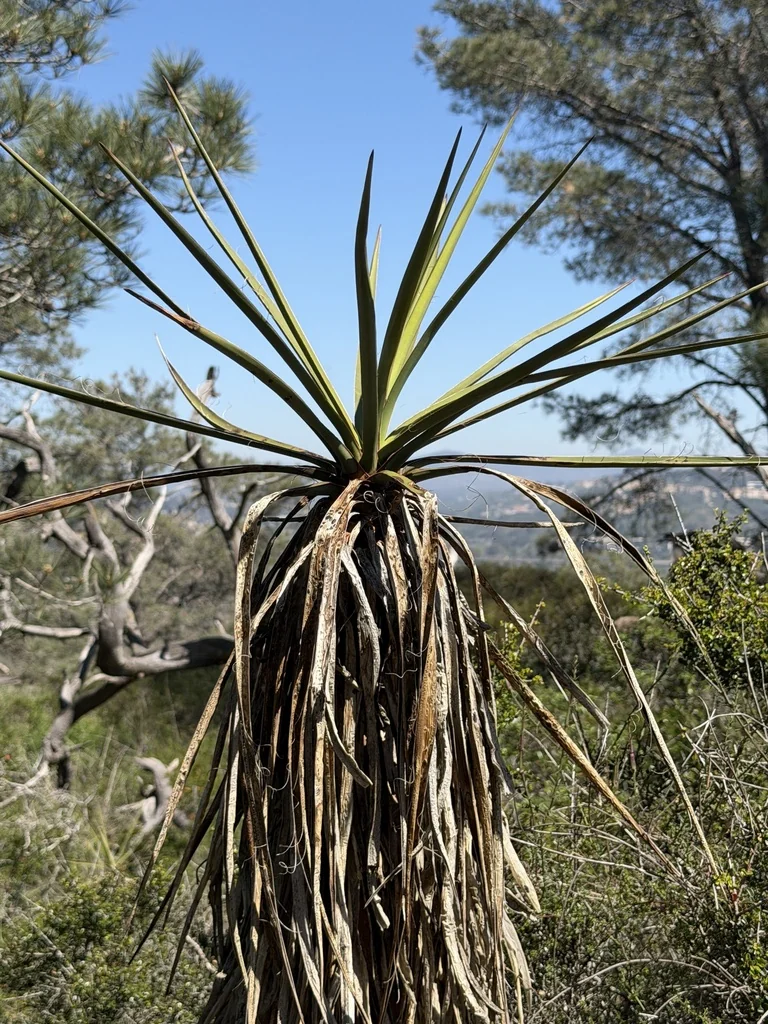 Yucca Schidigera