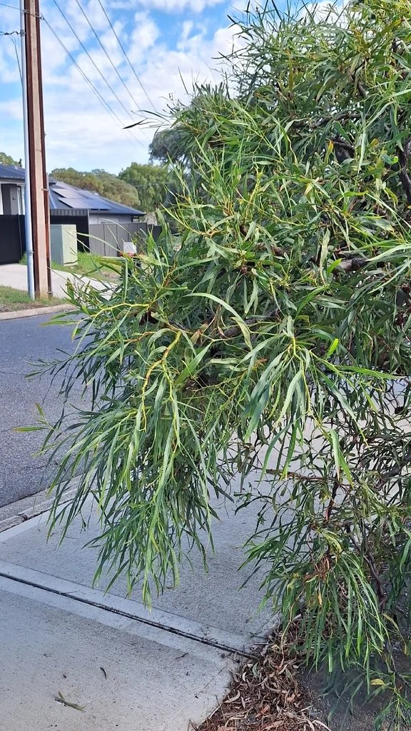 Acacia Saligna