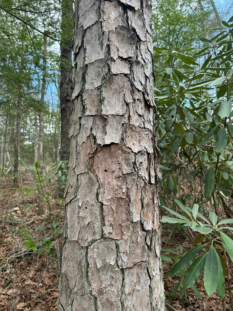 Pinus Echinata