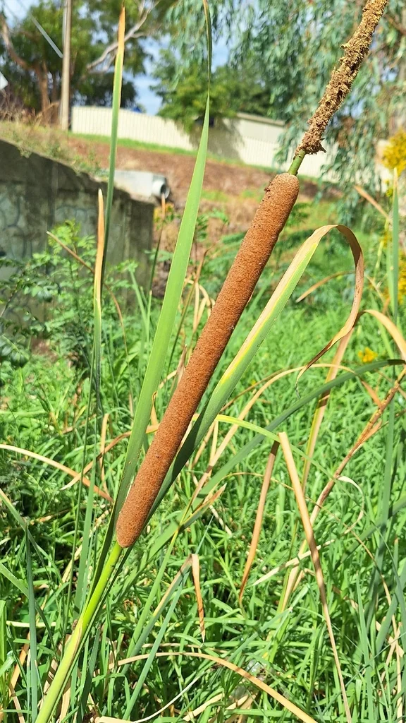 Typha Domingensis