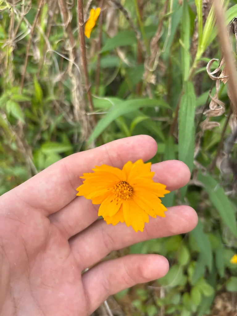 Coreopsis Auriculata