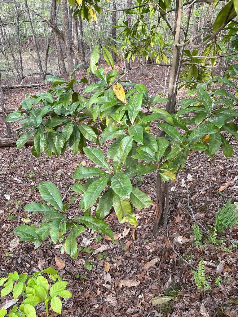 Magnolia Grandiflora