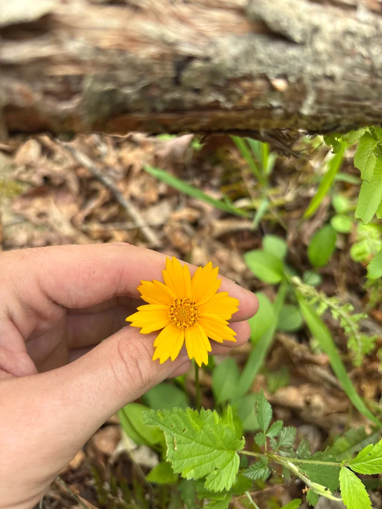 Coreopsis Auriculata