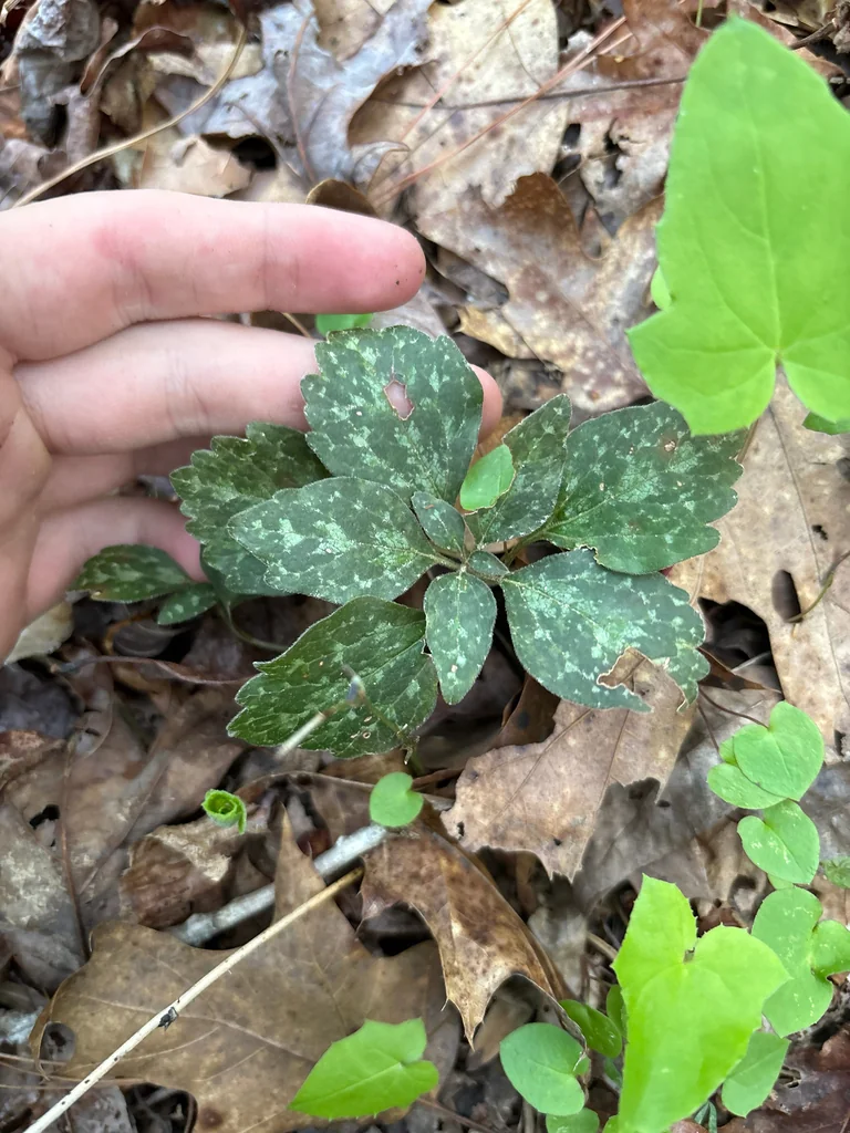 Pachysandra Procumbens