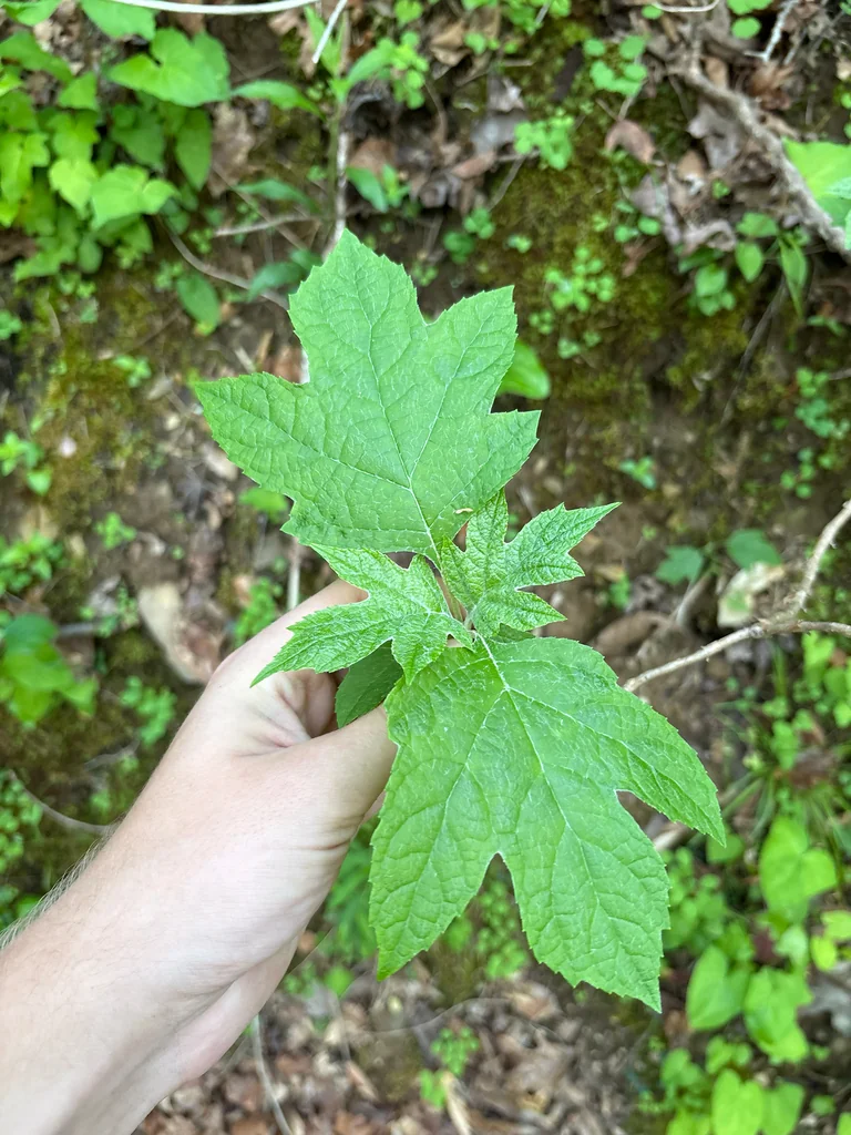 Hydrangea quercifolia