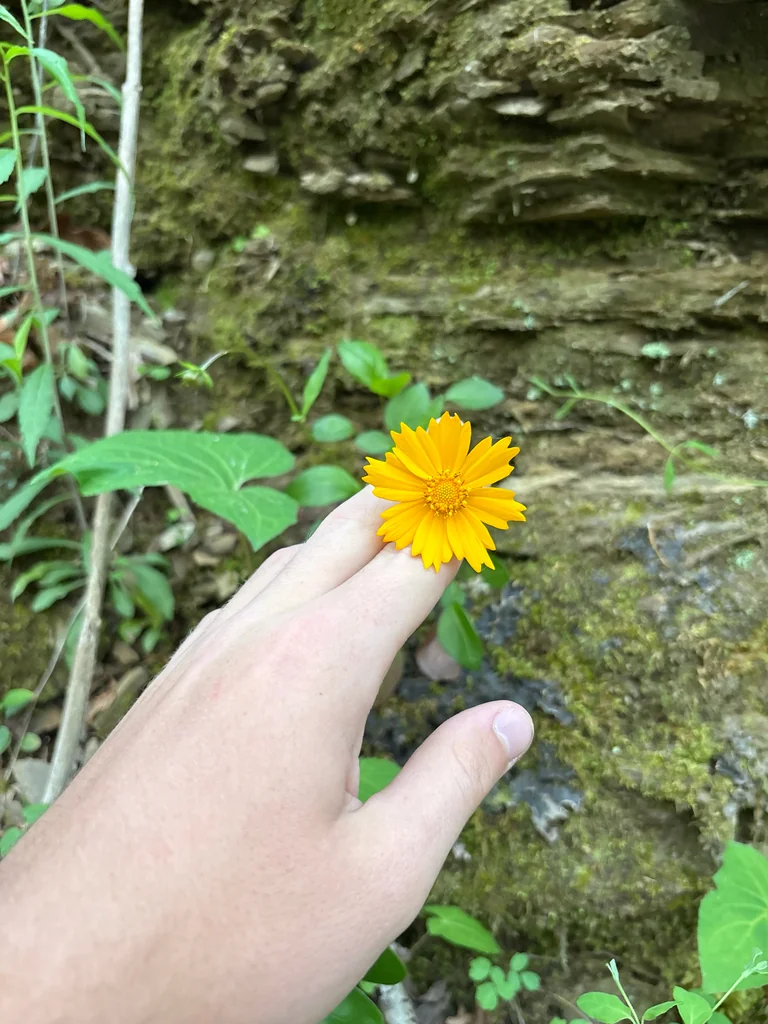Coreopsis Auriculata