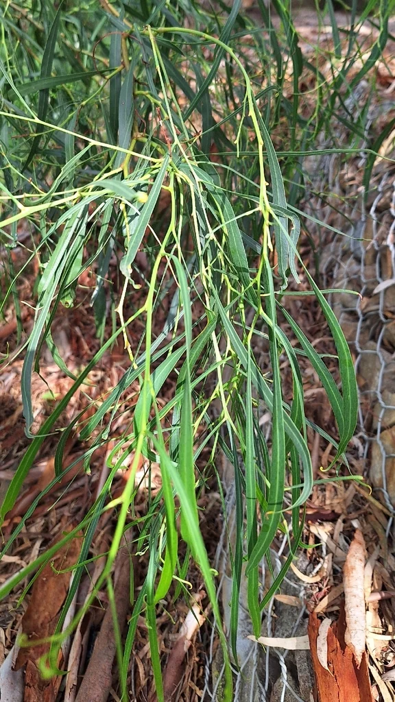 Acacia Saligna