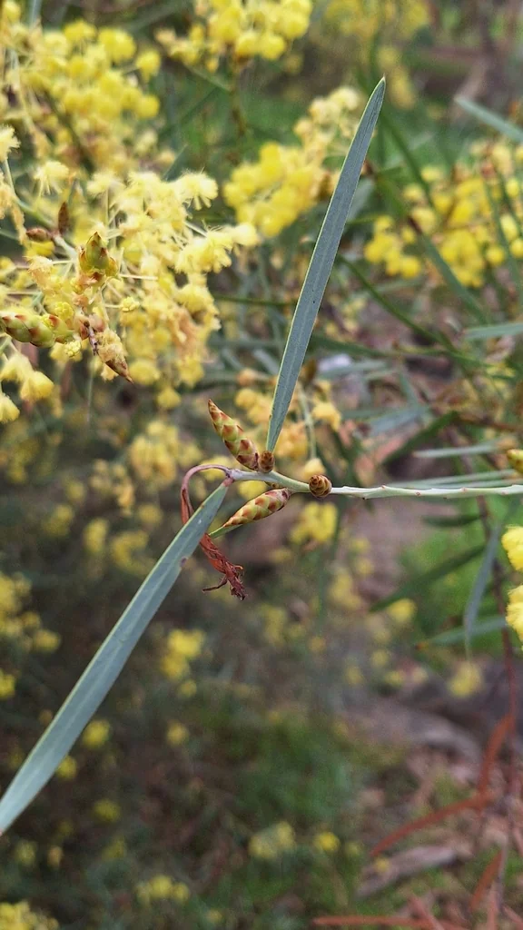 Acacia Iteaphylla