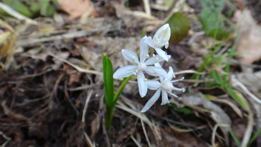 Scilla Bifolia