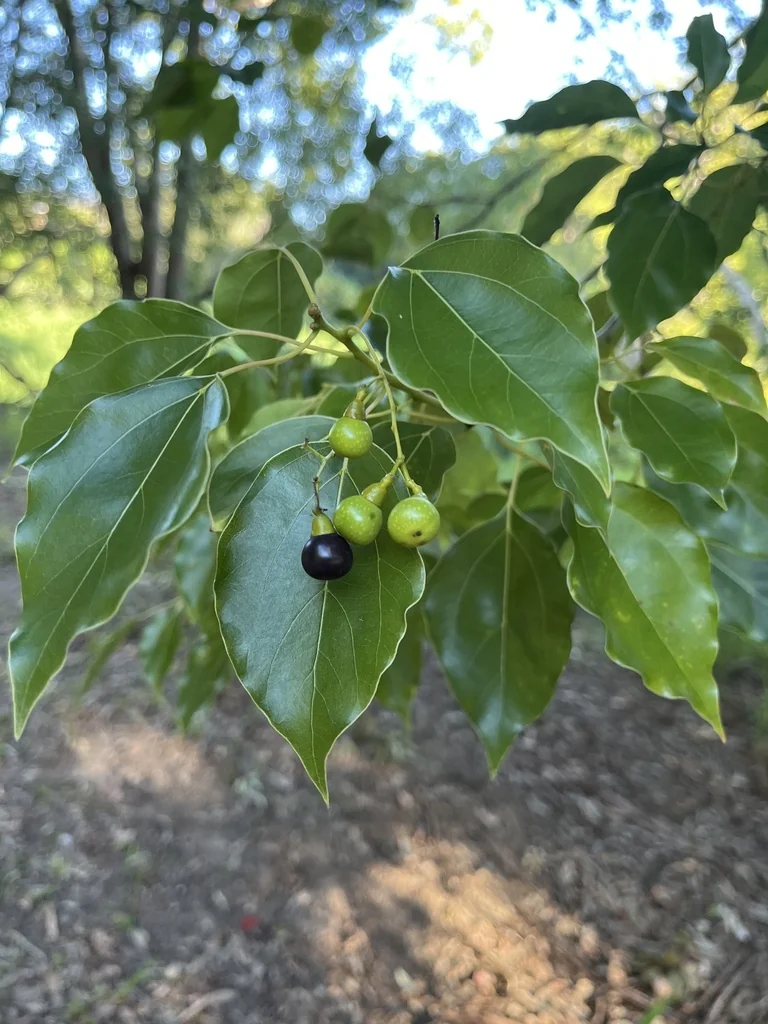 Cinnamomum Camphora