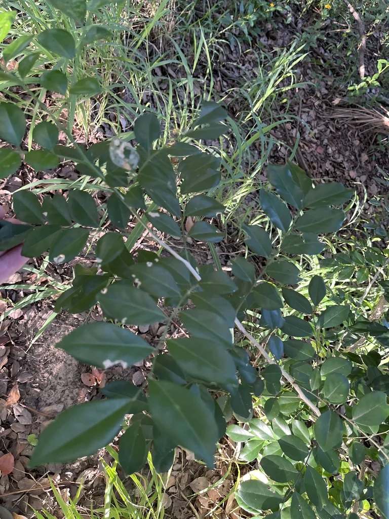 Murraya Paniculata
