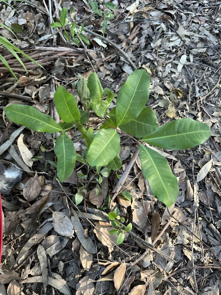Cupaniopsis Anacardioides