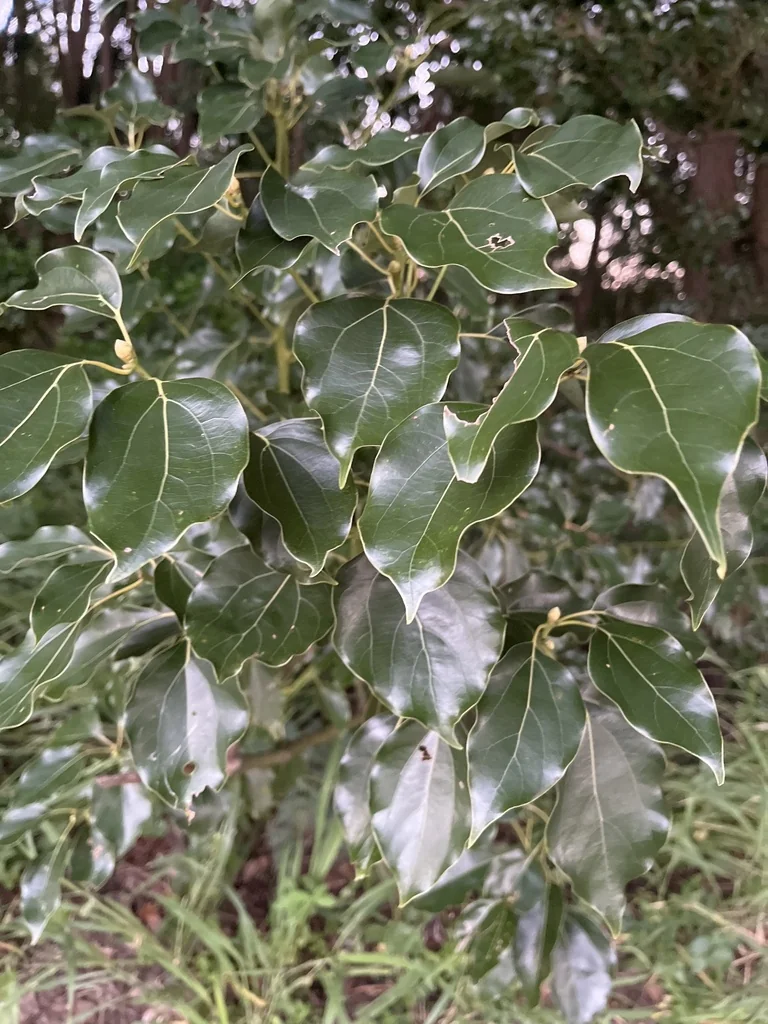 Cinnamomum Camphora