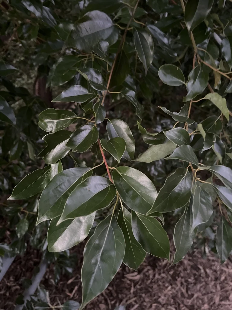 Cinnamomum Camphora