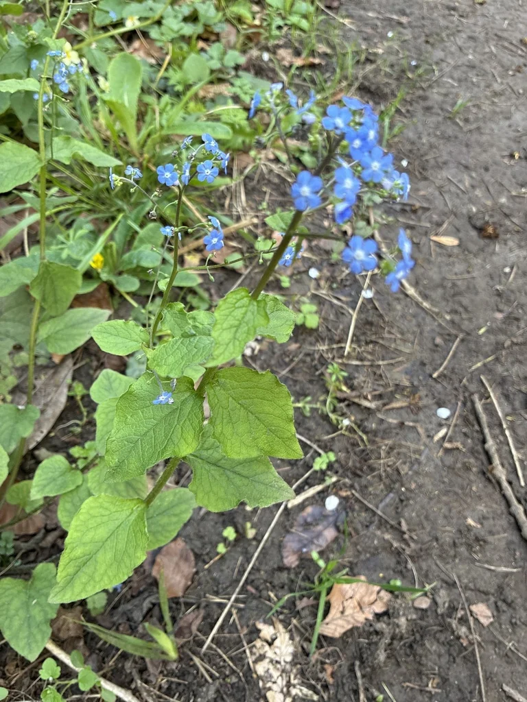 Brunnera macrophylla