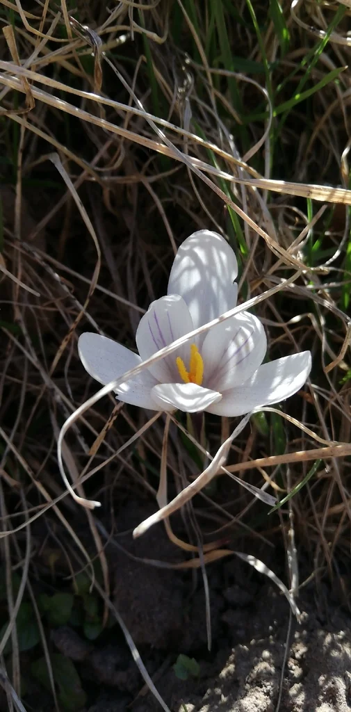 Crocus Vernus