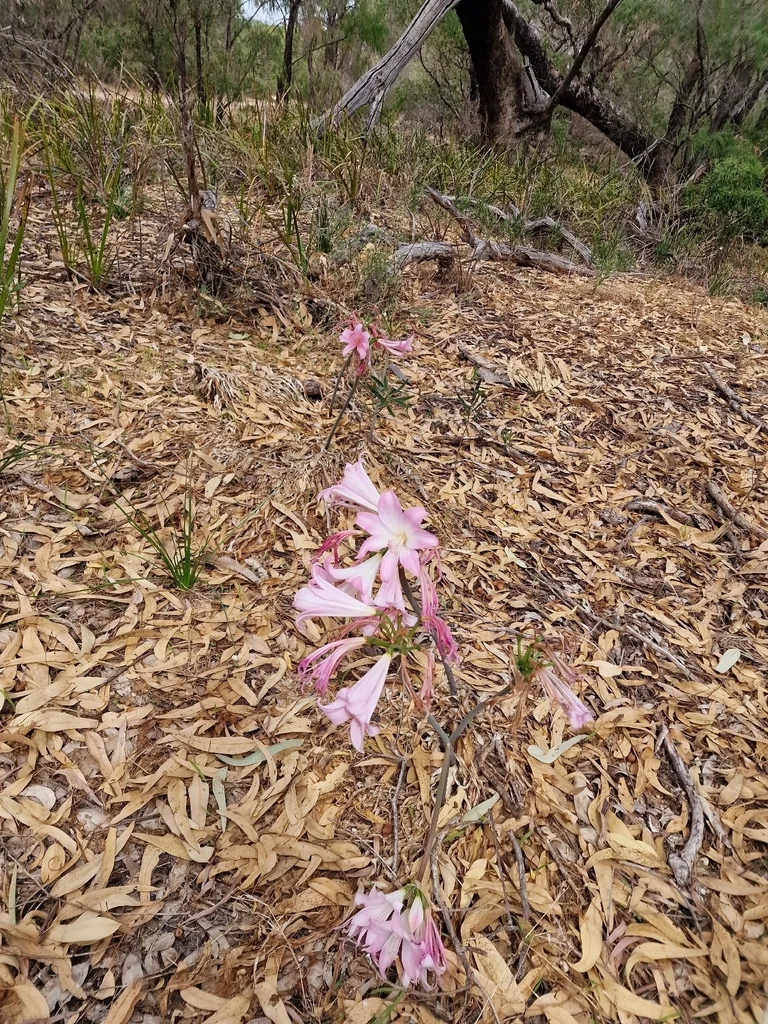 Amaryllis Belladonna