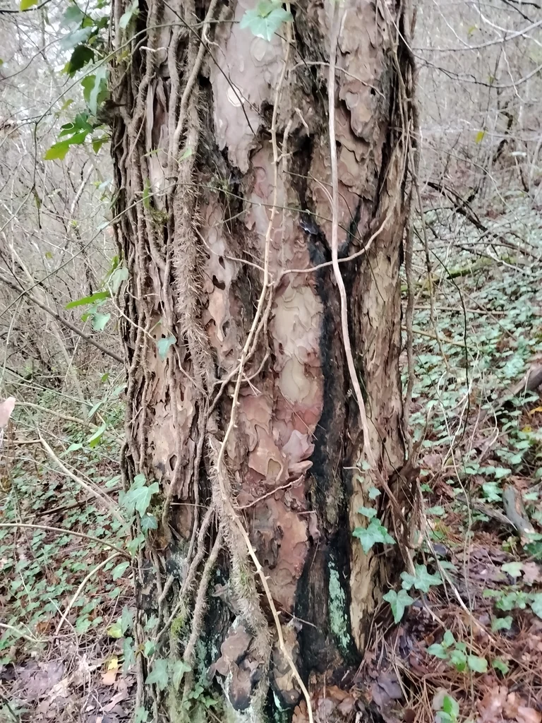 Pinus nigra