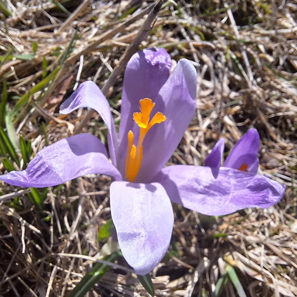 Crocus Vernus