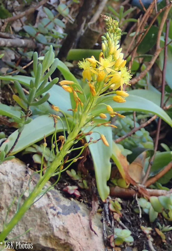 Bulbine Natalensis