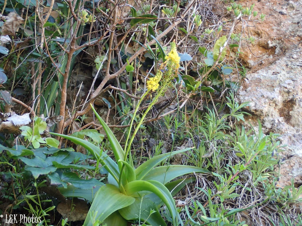 Bulbine Natalensis