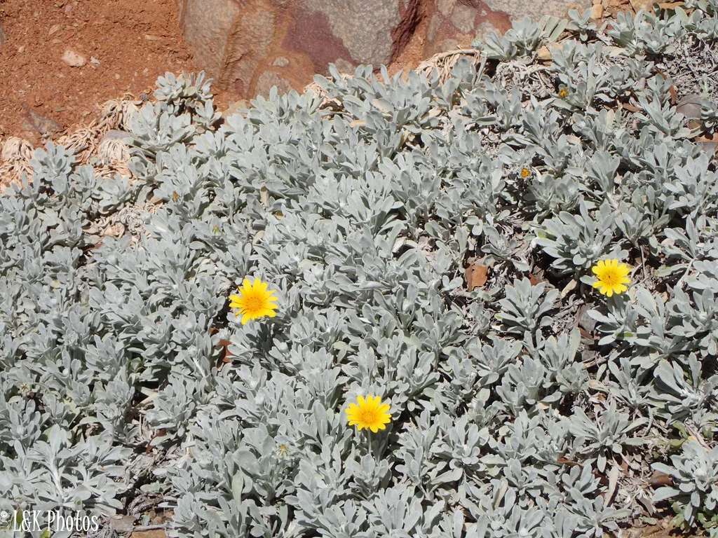 Gazania Rigens Leucolaena