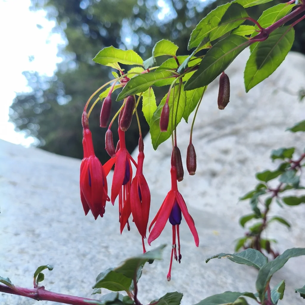 Fuchsia Magellanica