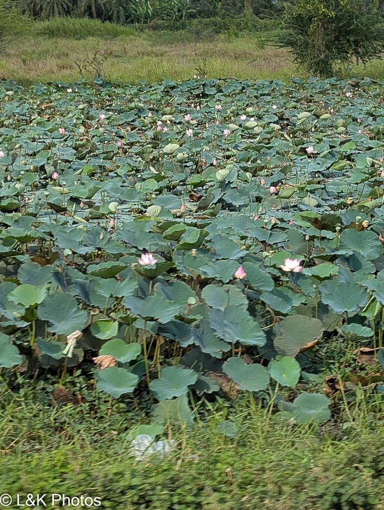 Nelumbo Nucifera