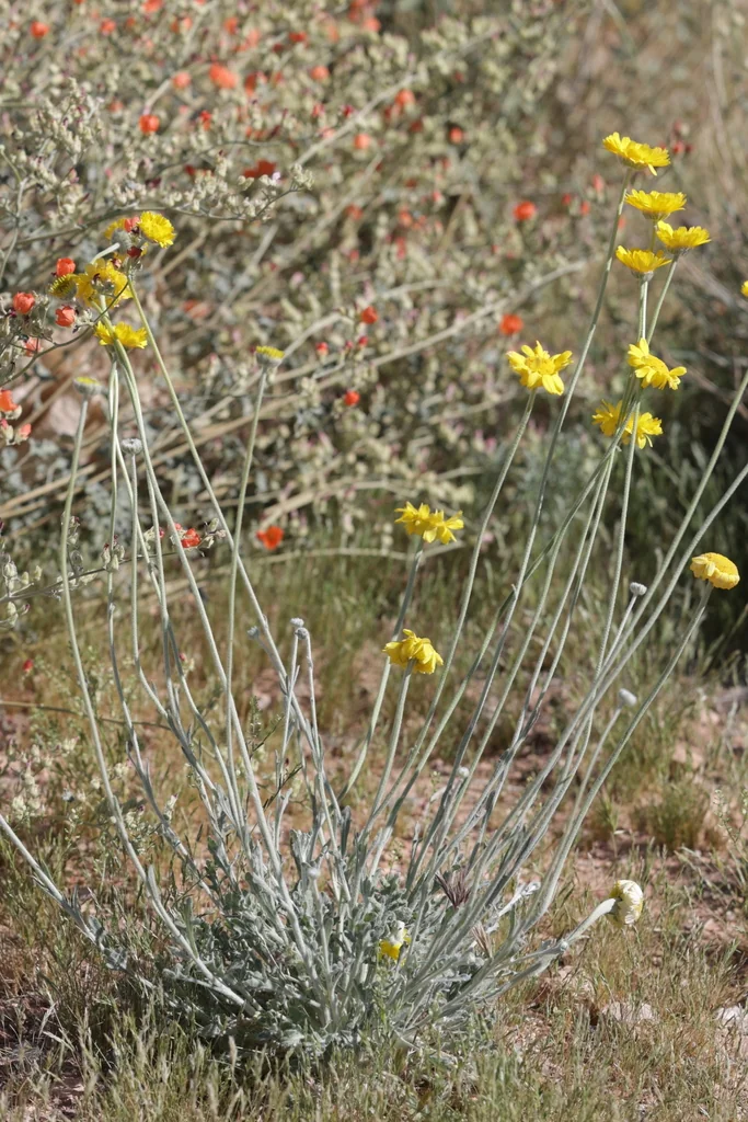 Baileya Multiradiata