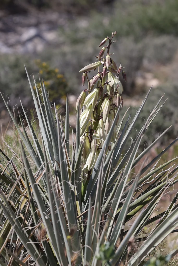 Yucca Baccata