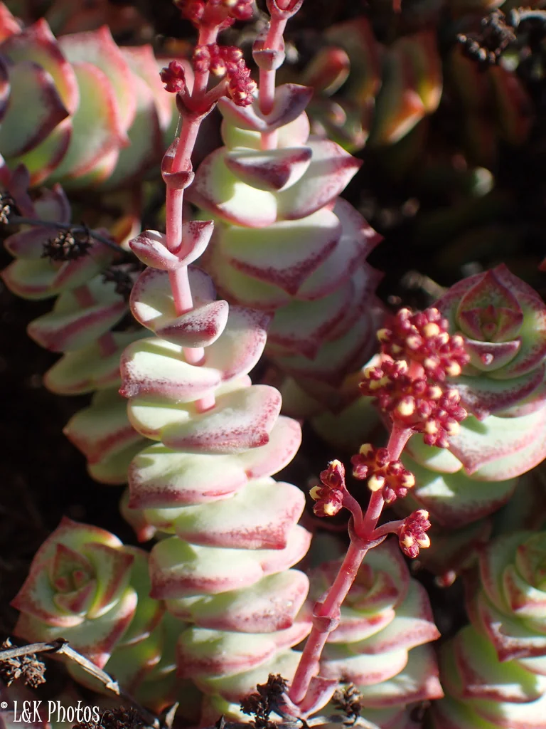 Crassula Perforata